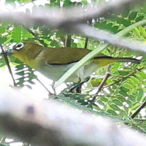 Zostérops d'Ambon