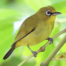 Zostérops de Buru