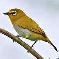 Kai Besar White-eye