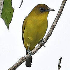 Zostérops de la Petite Kaï