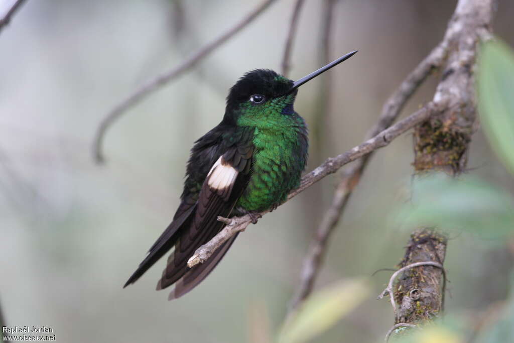 Buff-winged Starfrontlet male adult, identification