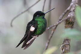 Buff-winged Starfrontlet