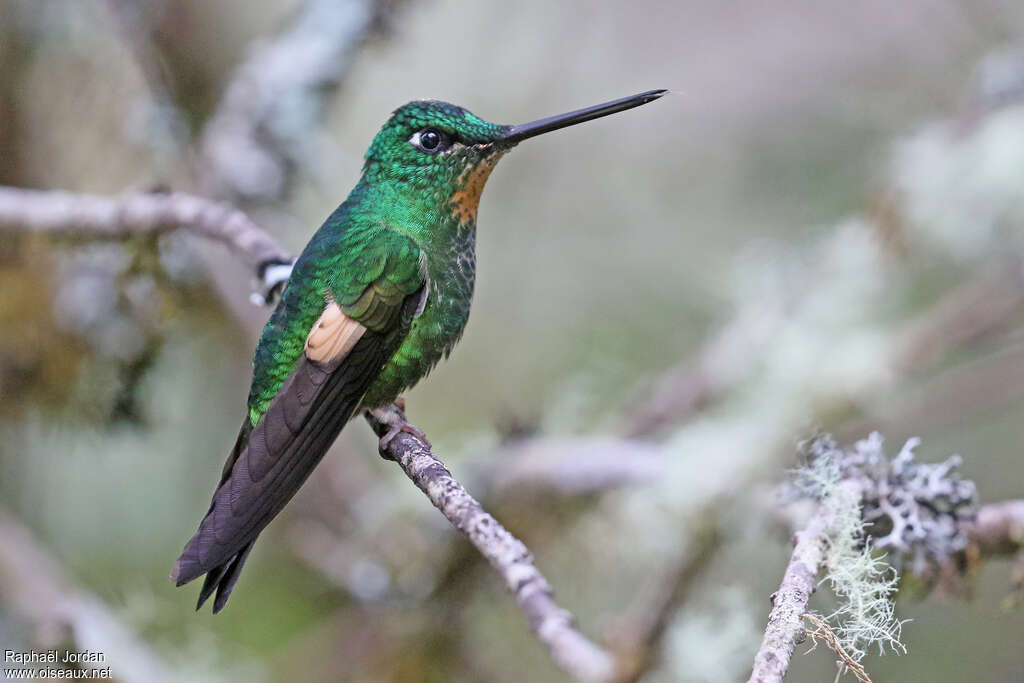 Buff-winged Starfrontlet female adult, identification