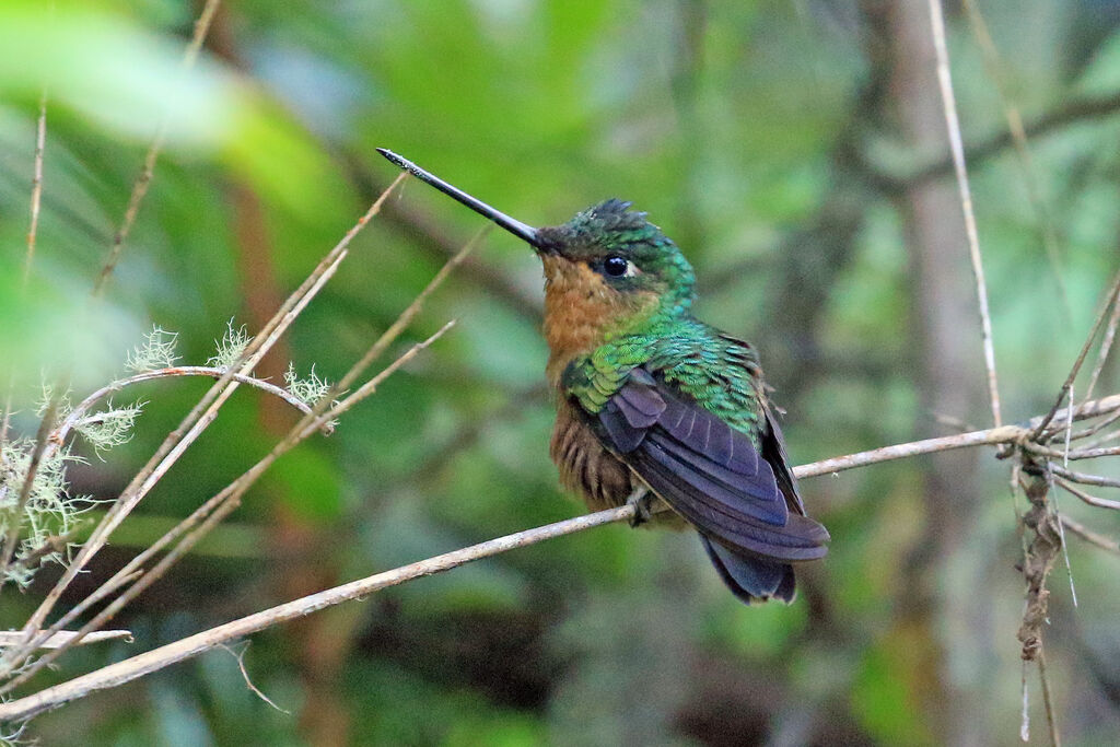 White-tailed Starfrontlet female adult