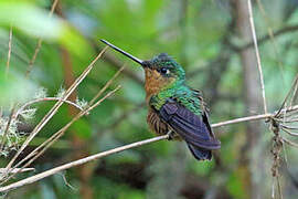 White-tailed Starfrontlet