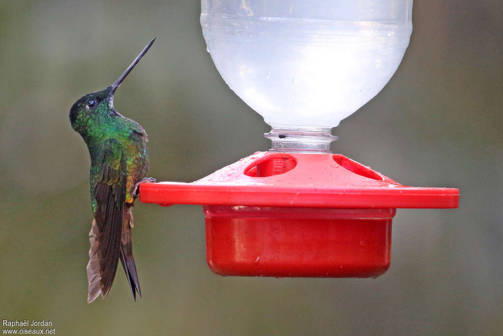 Golden-bellied Starfrontlet male adult, identification