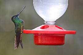 Golden-bellied Starfrontlet