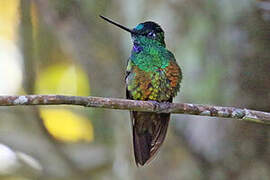 Golden-bellied Starfrontlet