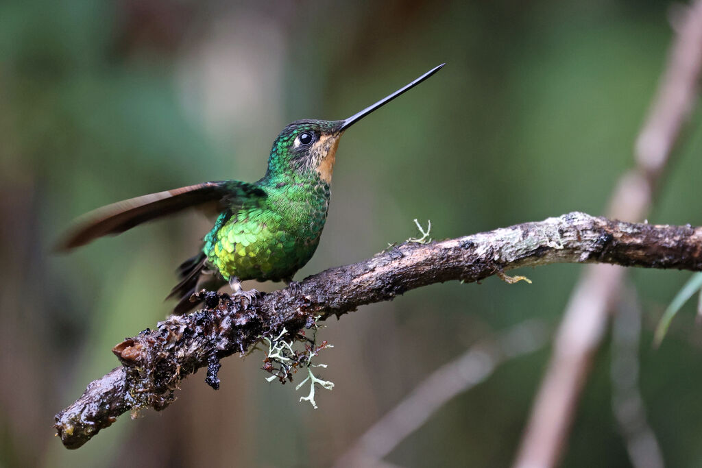 Inca de Wetmore femelle adulte