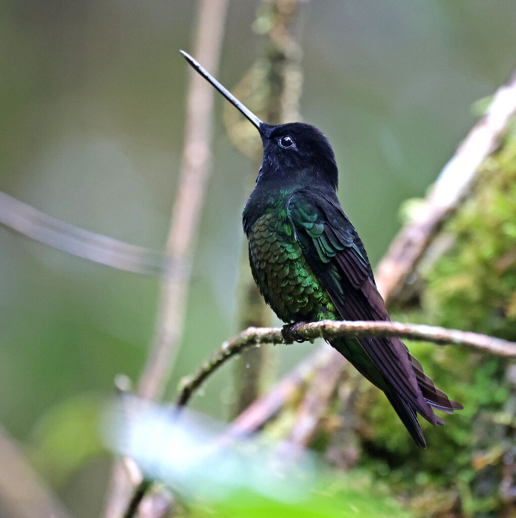 Inca de Wetmore mâle adulte