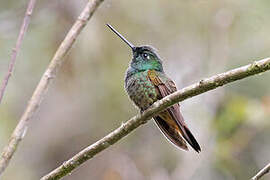 Violet-throated Starfrontlet