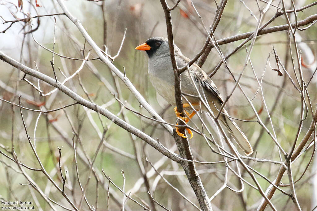 Incaspize d'Ortiz adulte, identification