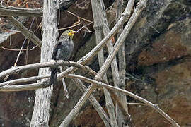 Yellow-rumped Honeyguide