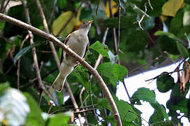 Yellow-footed Honeyguide