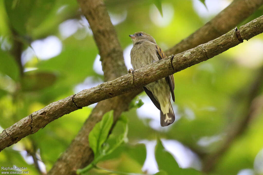 Indicateur nainadulte, identification