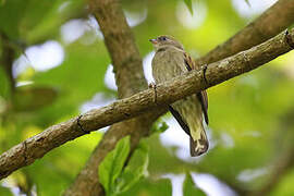 Dwarf Honeyguide