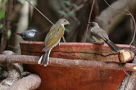 Spotted Honeyguide