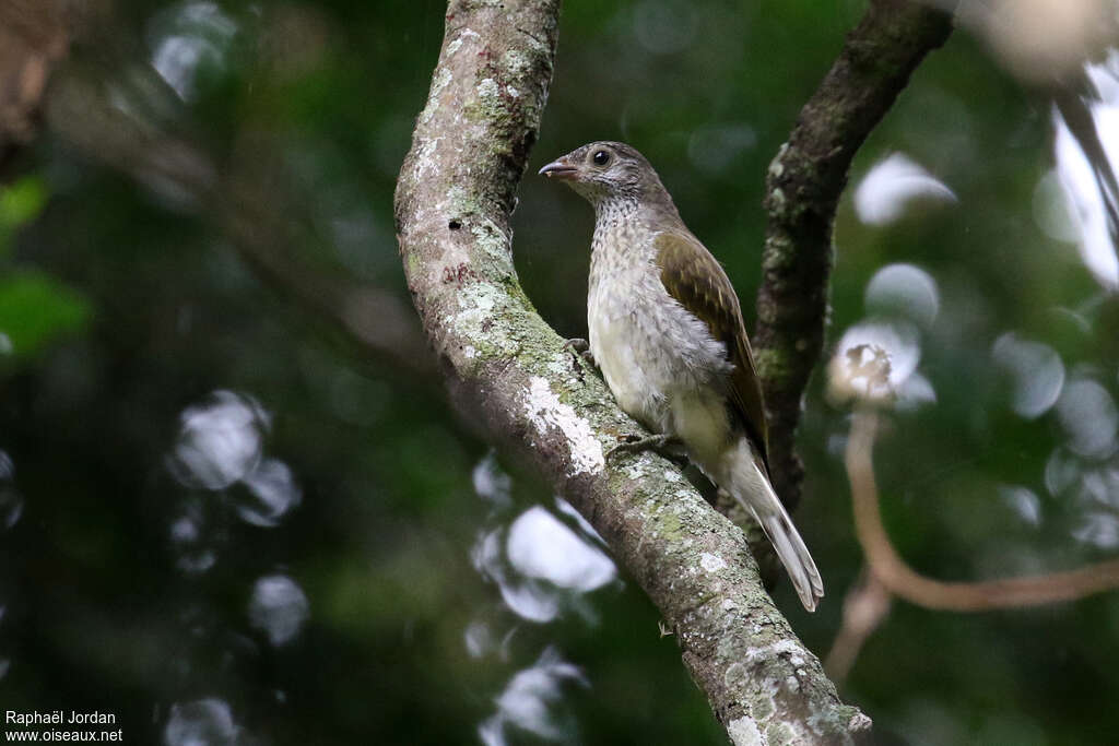 Scaly-throated Honeyguideadult, identification