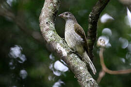 Scaly-throated Honeyguide