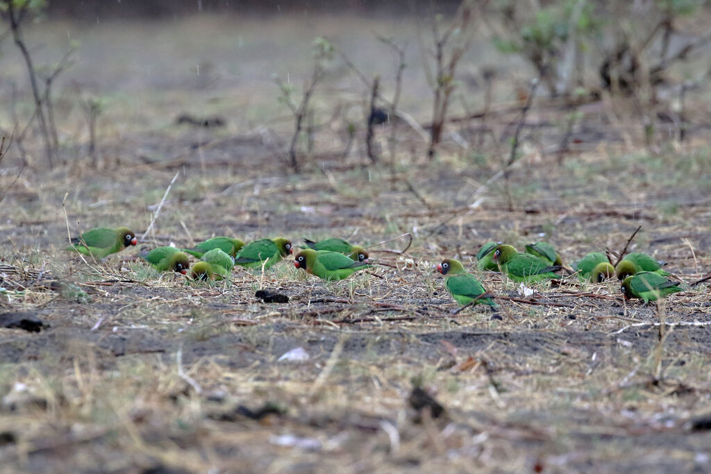 Black-cheeked Lovebird