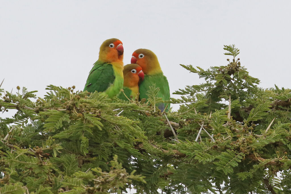 Talking Habits of Fischer Lovebirds