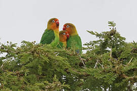 Fischer's Lovebird