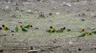 Yellow-collared Lovebird