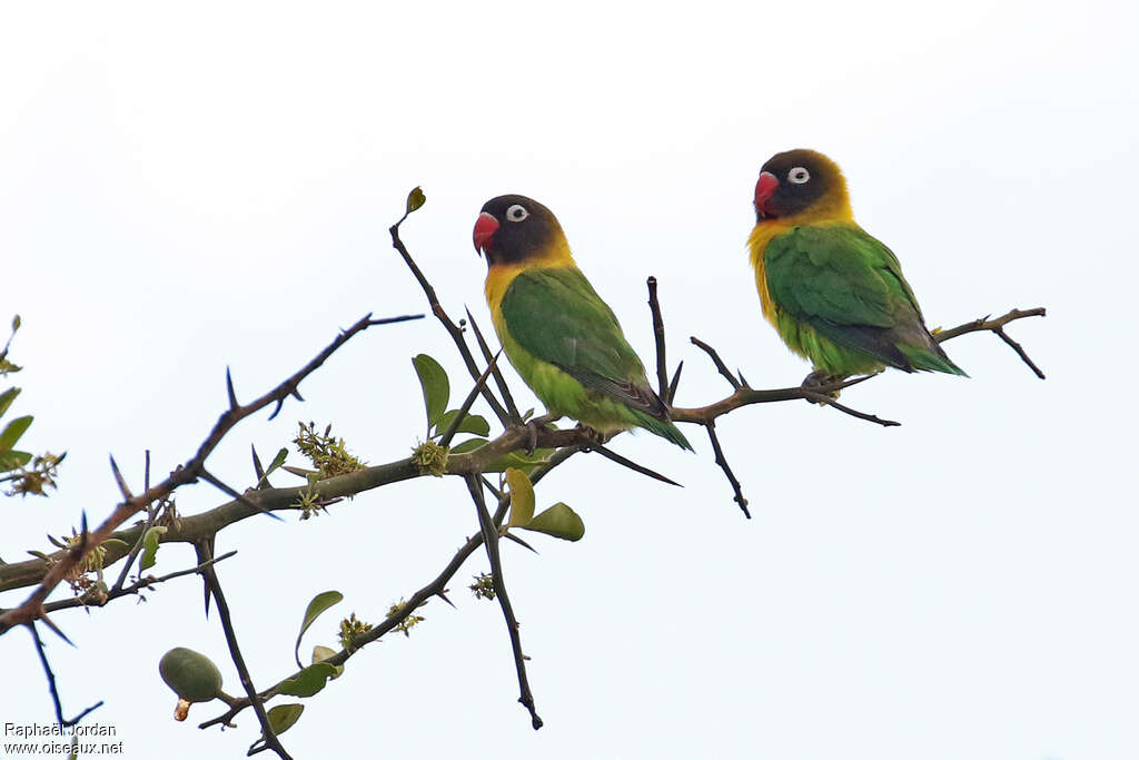 Yellow-collared Lovebirdadult, Behaviour