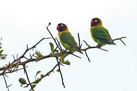 Yellow-collared Lovebird