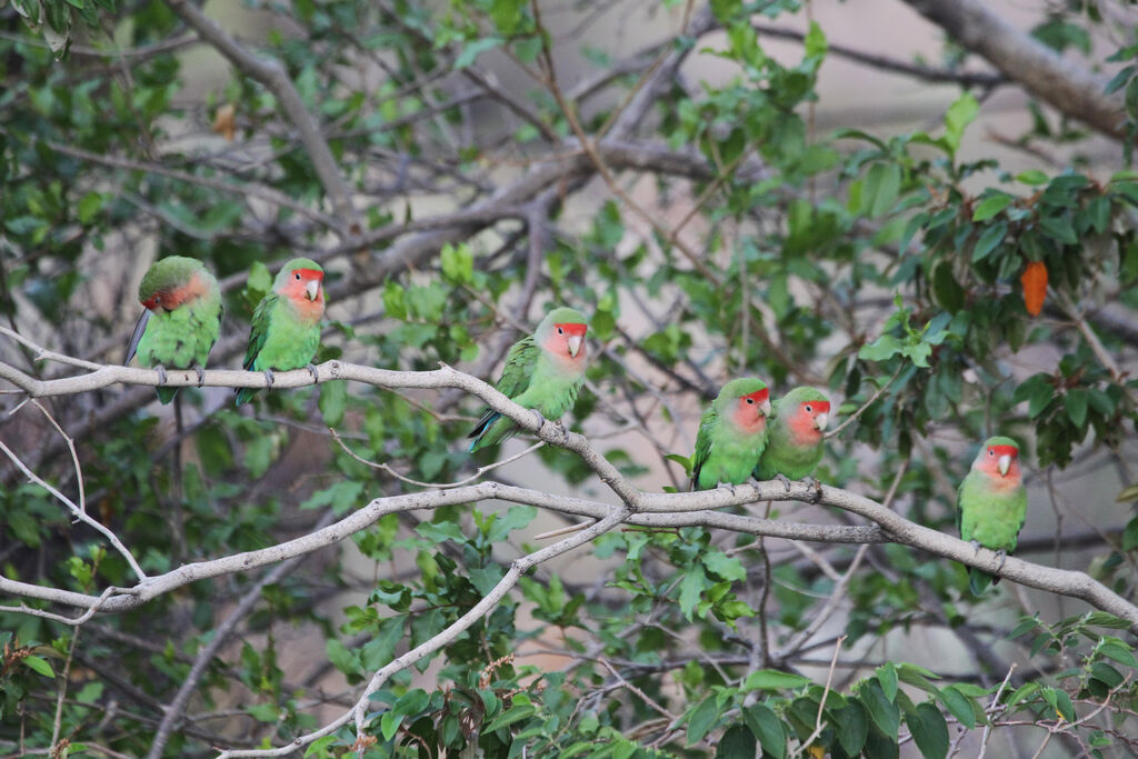 Rosy-faced Lovebird