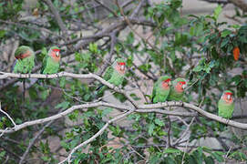 Rosy-faced Lovebird