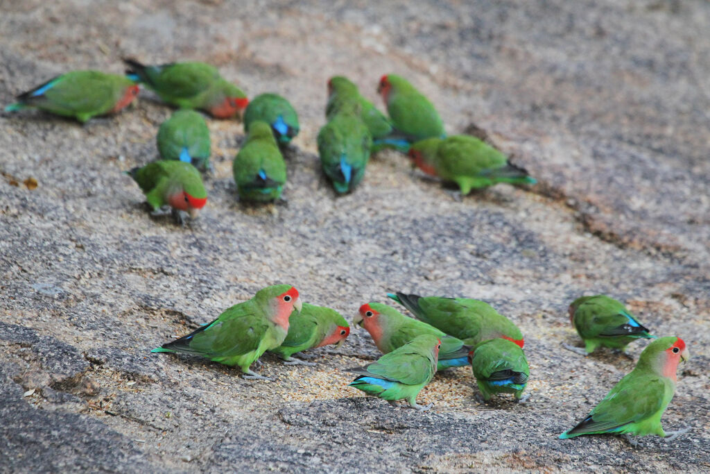 Rosy-faced Lovebird