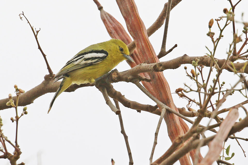 Marshall's Iora female adult