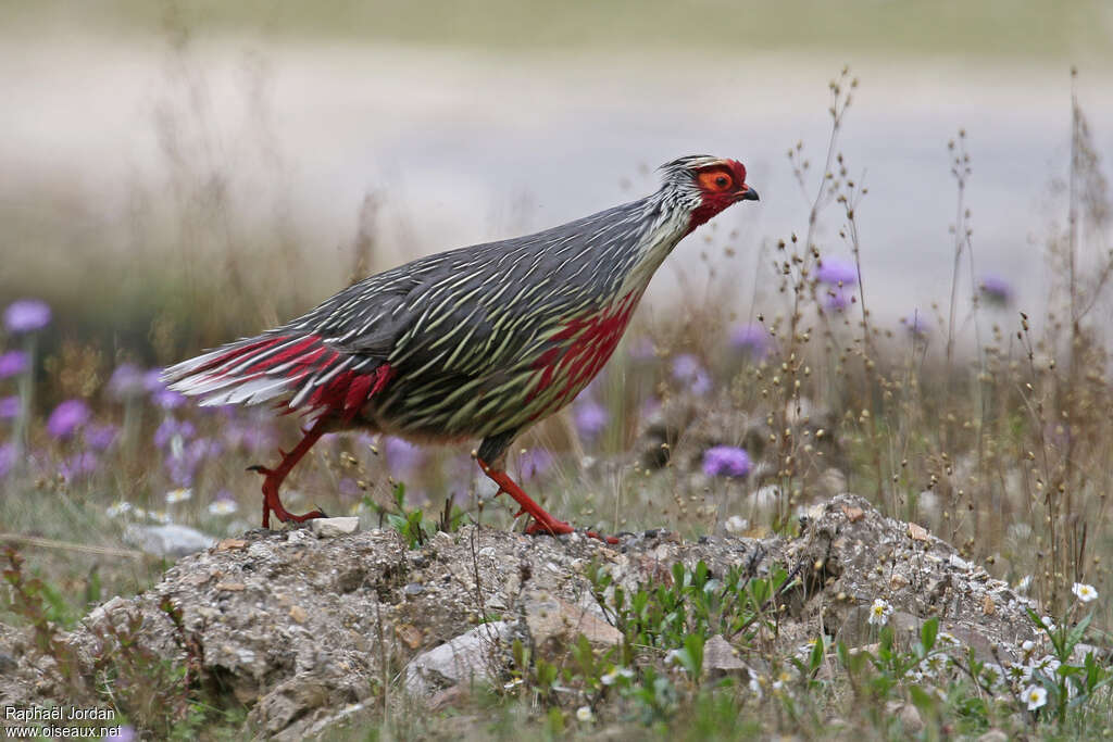 Blood Pheasant male adult, identification