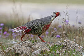 Blood Pheasant