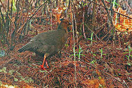 Blood Pheasant