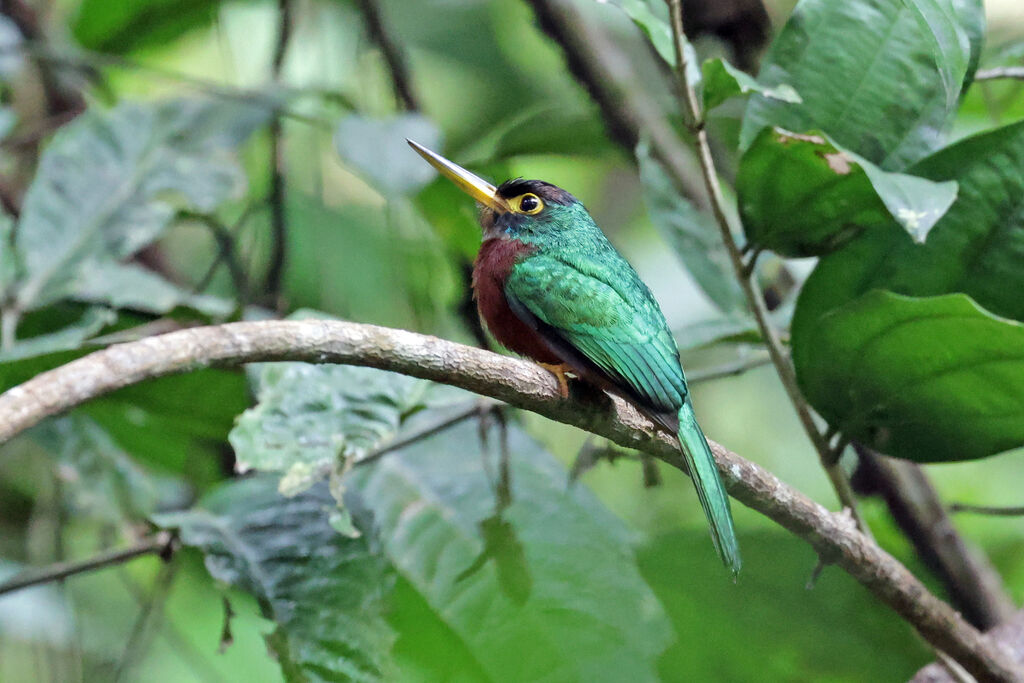 Jacamar à bec jaune mâle adulte