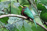 Jacamar à bec jaune