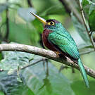 Jacamar à bec jaune