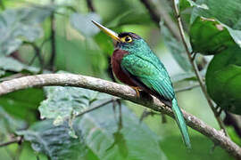 Yellow-billed Jacamar