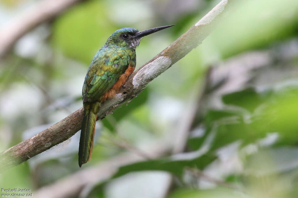 Jacamar à couronne bleue mâle adulte, identification