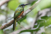 Jacamar à couronne bleue