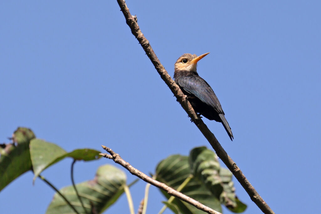 Jacamar à gorge blanche