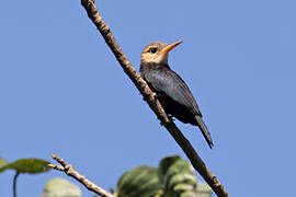 White-throated Jacamar