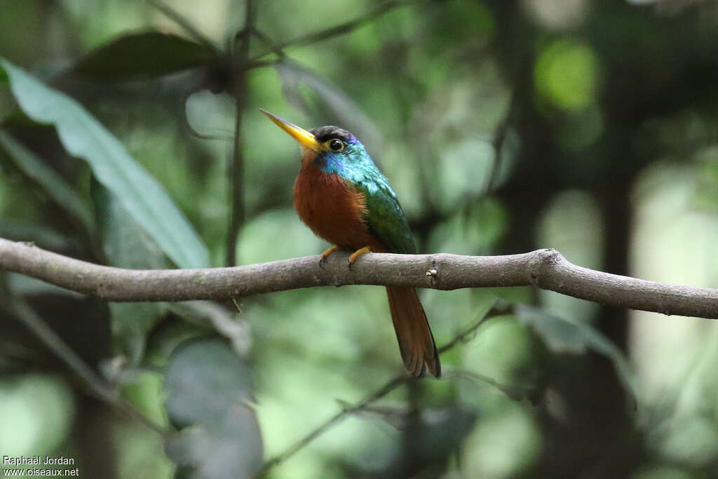 Jacamar à joues bleues mâle adulte, identification