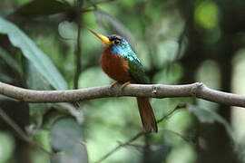 Blue-necked Jacamar