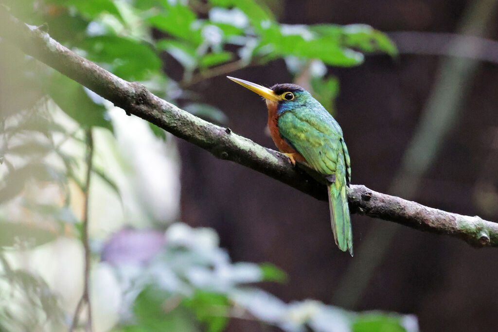 Jacamar à joues bleues