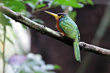 Jacamar à joues bleues