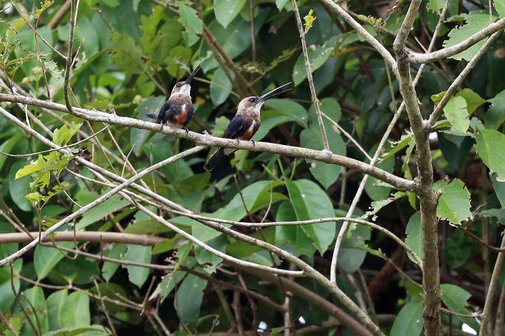 Jacamar à tête pâleadulte