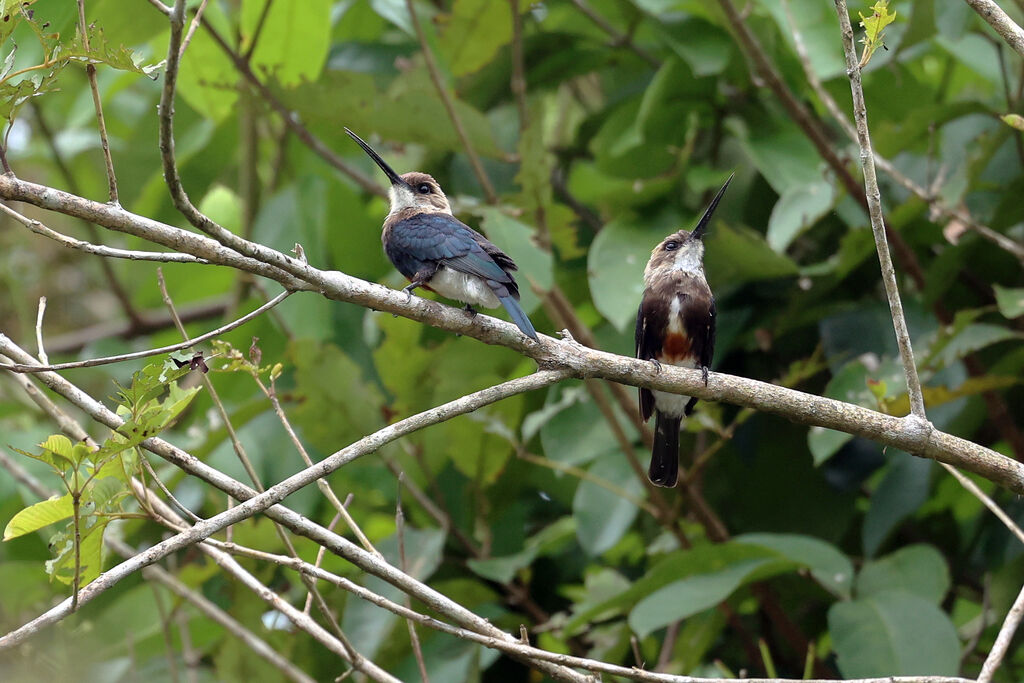 Jacamar à tête pâle